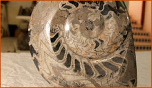 Fossils Erfoud in Morocco,marble fossils,quality products ,Achour fossils