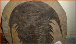 Fossils Erfoud in Morocco,marble fossils,quality products ,Achour fossils