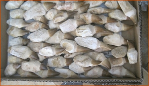 Fossils Erfoud in Morocco,marble fossils,quality products ,Achour fossils