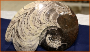 Fossils Erfoud in Morocco,marble fossils,quality products ,Achour fossils