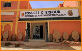 Fossils Erfoud, Morocco Fossils Erfoud, Morocco