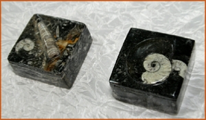 Fossils Erfoud in Morocco,marble fossils,quality products ,Achour fossils