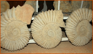 Fossils Erfoud in Morocco,marble fossils,quality products ,Achour fossils