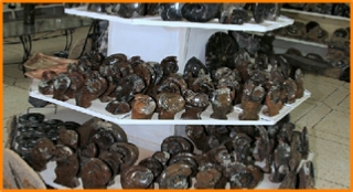 Fossils Erfoud, Morocco