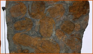 Fossils Erfoud in Morocco,marble fossils,quality products ,Achour fossils