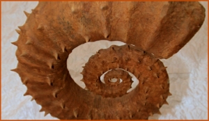 Fossils Erfoud in Morocco,marble fossils,quality products ,Achour fossils