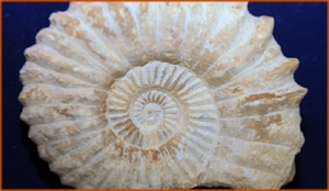 Fossils Erfoud in Morocco,marble fossils,quality products ,Achour fossils