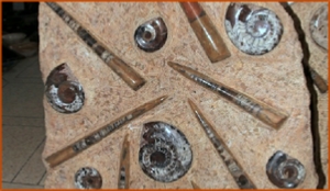 Fossils Erfoud in Morocco,marble fossils,quality products ,Achour fossils