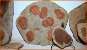 Fossils Erfoud in Morocco,marble fossils,quality products ,Achour fossils