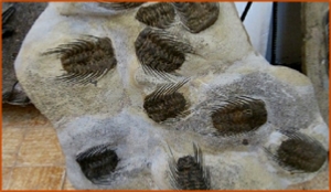 Fossils Erfoud in Morocco,marble fossils,quality products ,Achour fossils