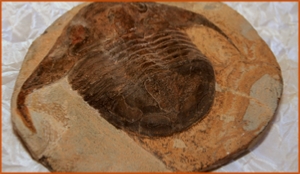 Fossils Erfoud in Morocco,marble fossils,quality products ,Achour fossils