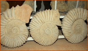 Fossils Erfoud in Morocco,marble fossils,quality products ,Achour fossils