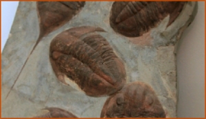 Fossils Erfoud in Morocco,marble fossils,quality products ,Achour fossils