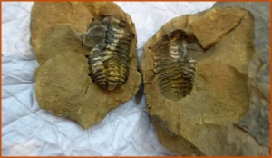 Fossils Erfoud in Morocco,marble fossils,quality products ,Achour fossils