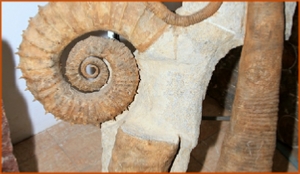 Fossils Erfoud in Morocco,marble fossils,quality products ,Achour fossils