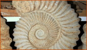 Fossils Erfoud in Morocco,marble fossils,quality products ,Achour fossils