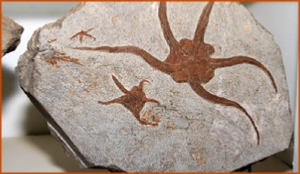 Fossils Erfoud in Morocco,marble fossils,quality products ,Achour fossils