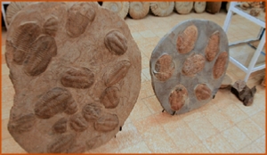 Fossils Erfoud in Morocco,marble fossils,quality products ,Achour fossils